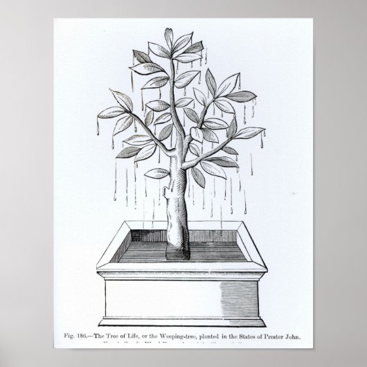 命の木または泣く木 ポスター (正面)