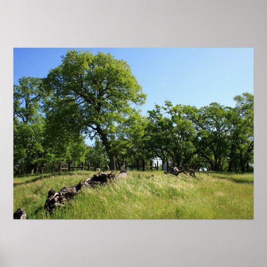 「命の木」 ポスター (正面)