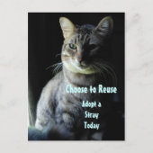 命を救おう！シェルターのペットを迎えよう！ ポストカード (正面)