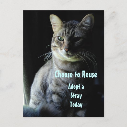 命を救おう！シェルターのペットを迎えよう！ ポストカード (正面)