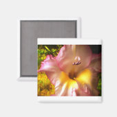 咲きピンクの花磁石 マグネット (正面/裏面)