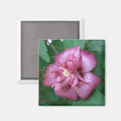 咲き始めたシャロンバラの磁石 マグネット (正面/裏面)