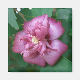 咲き始めたシャロンバラの磁石 マグネット