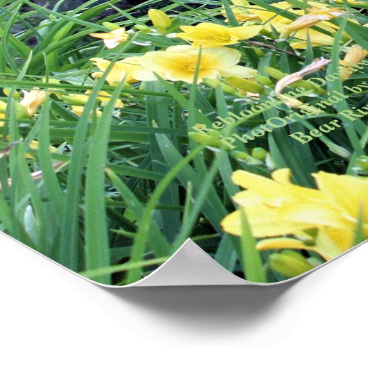 咲き直るデイリリー園の雨の日 ポスター (角)