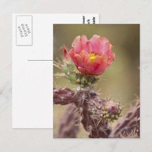 咲き誇る胆汁 ポストカード (正面/裏面)