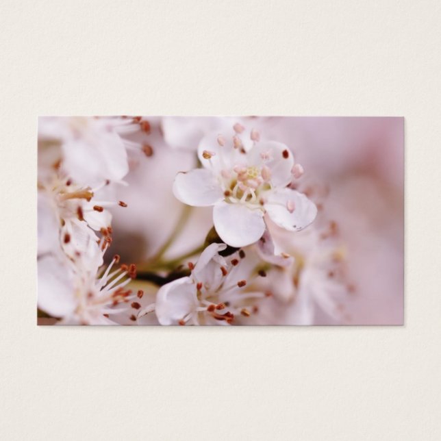 咲くさくらんぼ (正面)