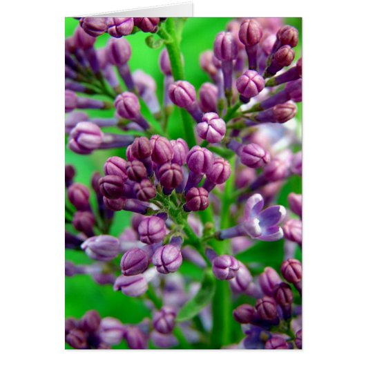 咲くために用意して下さい (正面)