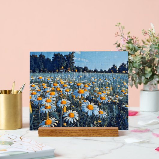 咲くカモミールの畑 アクリルサイン (ウェディング)