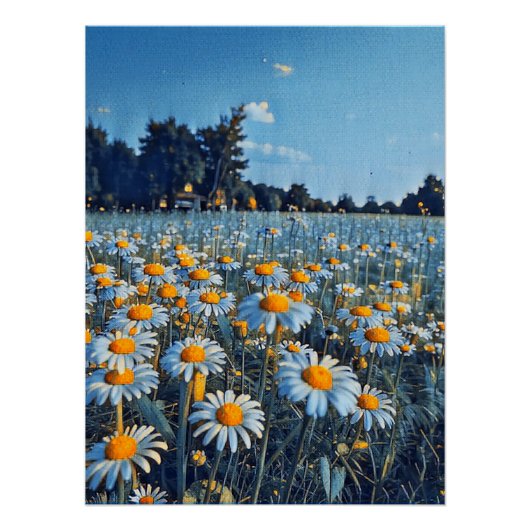 咲くカモミールの畑 ポスター (正面)