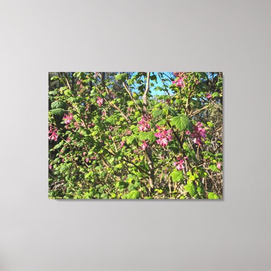 咲くカリフォルニア:ピンクのカラント キャンバスプリント (正面)
