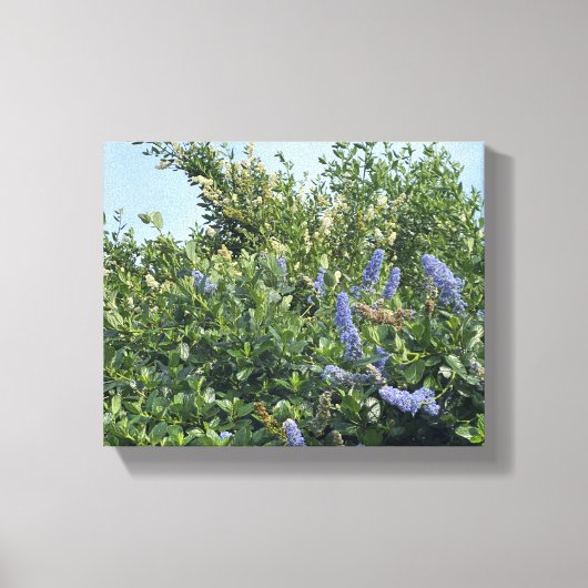 咲くカリフォルニア：青い花 キャンバスプリント (正面)