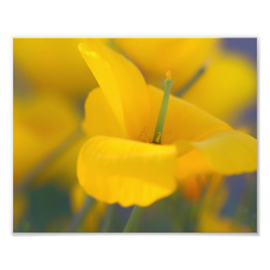 咲くケシ畑 フォトプリント            (正面)