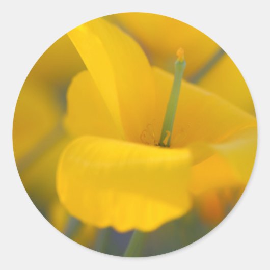 咲くケシ畑 ラウンドシール (正面)