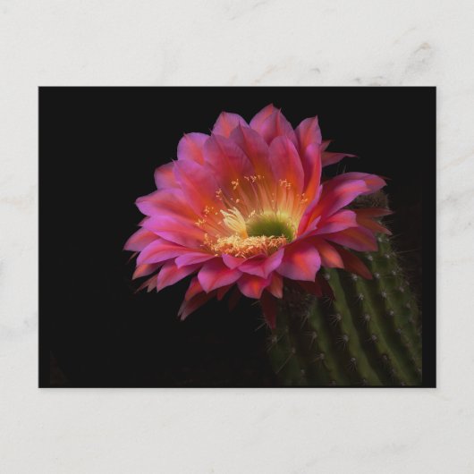 咲くサボテンの喜び ポストカード (正面)