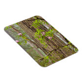 咲くシャクナゲ |レッドウッズ州パーク(カリフォルニア州) マグネット (右側)