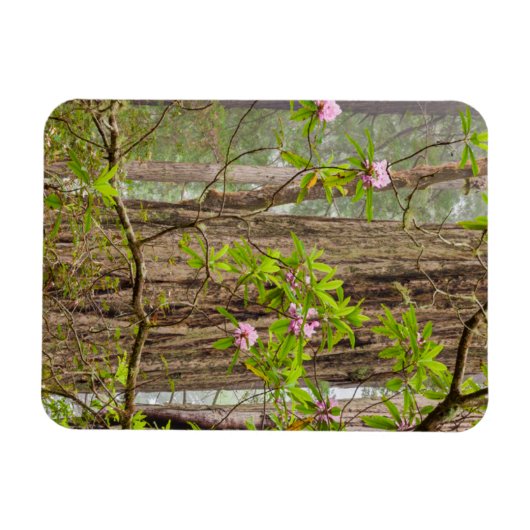 咲くシャクナゲ |レッドウッズ州パーク(カリフォルニア州) マグネット (横)