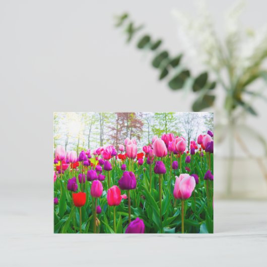 咲くチューリップの花の春 ポストカード (スタンド正面)