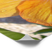 咲くハイビスカスのポスター ポスター (角)