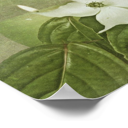 咲くハナミズキ ポスター (角)