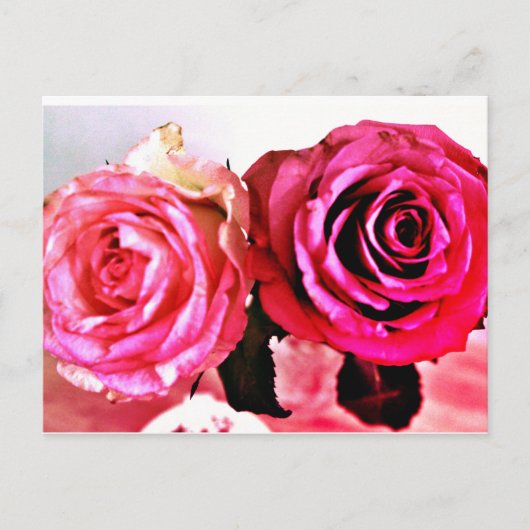 咲くバラ インビテーションポストカード (正面)