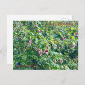 咲くバレンタインデーの葉書 ポストカード (正面/裏面)