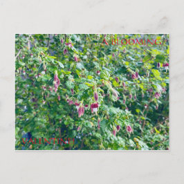 咲くバレンタインデーの葉書 ポストカード