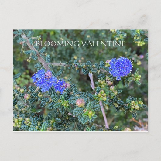 咲くバレンタイン ポストカード (正面)