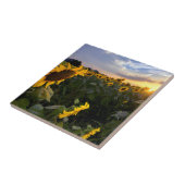 咲くヒマワリの分野 タイル (側面)