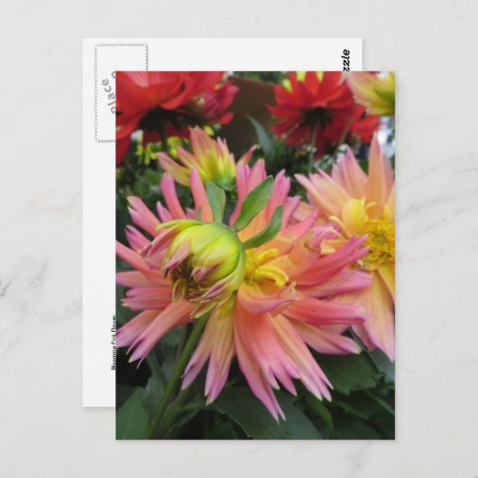 咲くピンクの花 ポストカード (正面/裏面)