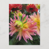 咲くピンクの花 ポストカード (正面)