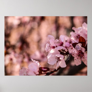 咲くピンク色の花のマクロさくらんぼ ポスター