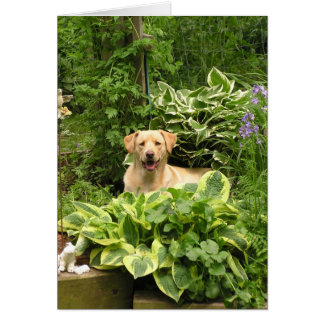 咲く子犬