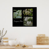 咲く常緑のナシの花。 ポスター (キッチン)