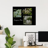 咲く常緑のナシの花。 ポスター (ホームオフィス)