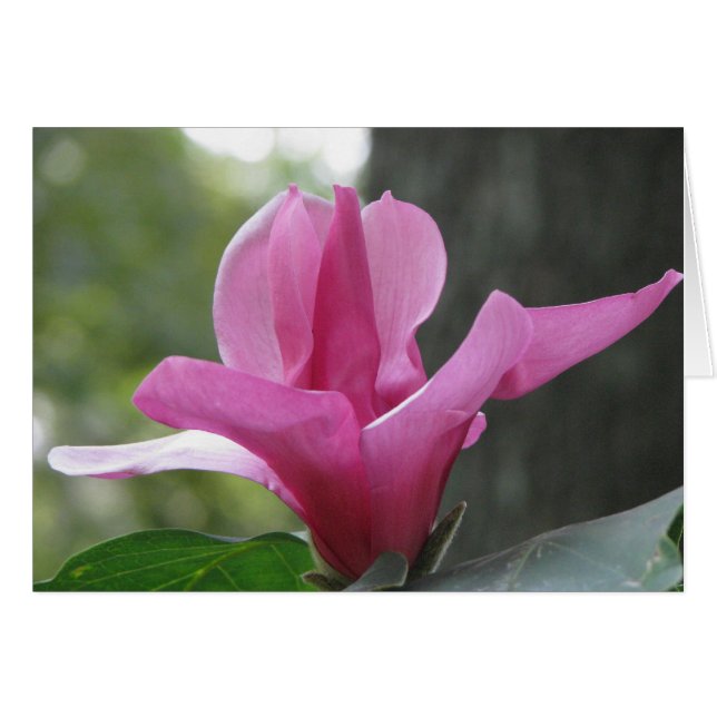 咲く木 (正面横)