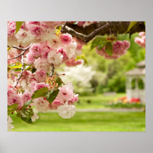 咲く桜との完全な造園 ポスター