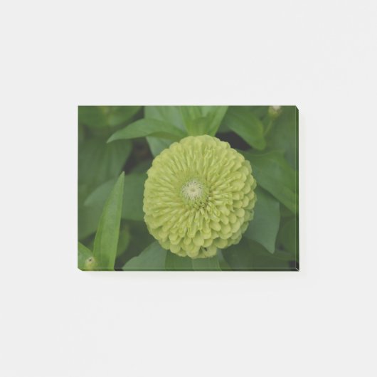咲く緑の《植物》百日草の花 ポストイット (正面)