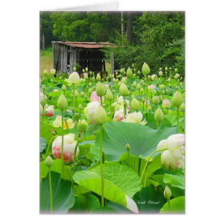 咲く花の十分のはす池