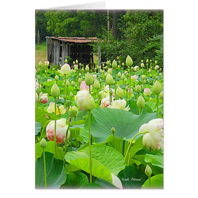 咲く花の十分のはす池 (正面)