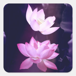 咲く蓮の花 スクエアシール