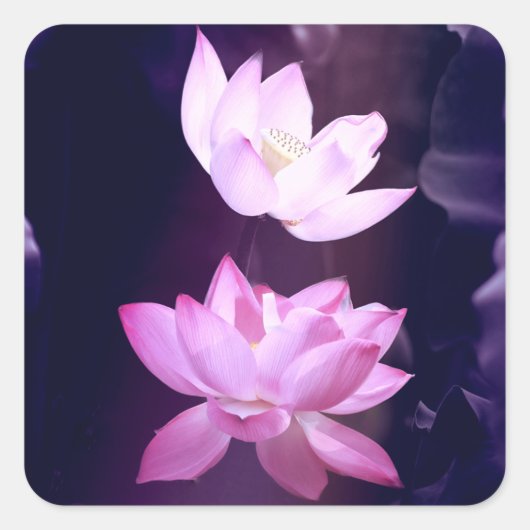 咲く蓮の花 スクエアシール (正面)
