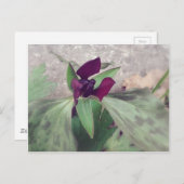 咲く野花 ポストカード (正面/裏面)