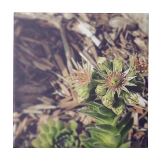 咲く雌鶏およびひよこの植物 タイル (正面)