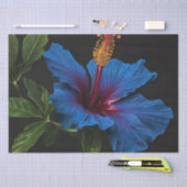 咲く青いハイビスカス花 薄葉紙 (クラフト)