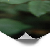 咲く黄色いバラ ポスター (角)