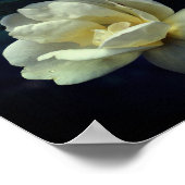 咲く黄色いバラ ポスター (角)