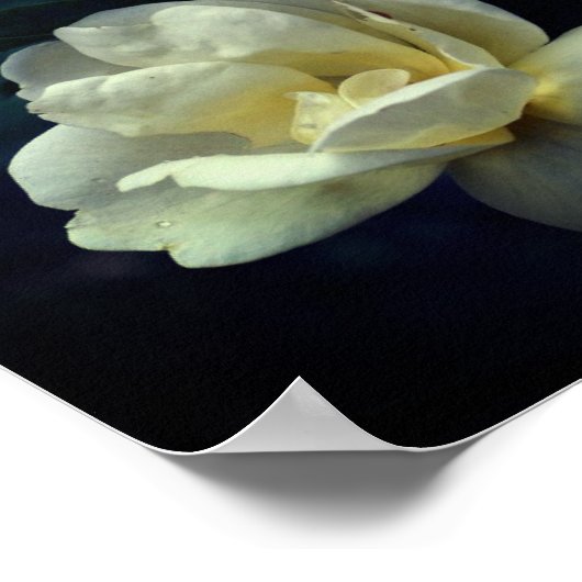 咲く黄色いバラ ポスター (角)