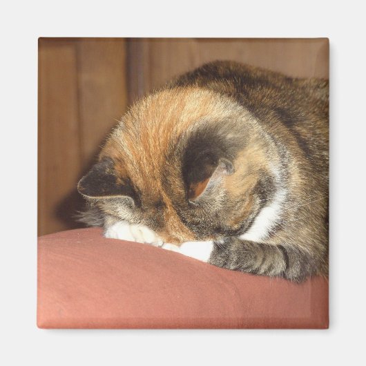 咳で眠るネコ赤 マグネット (正面)