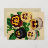 品揃えパンジーヴィンテージスケッチはがき ポストカード (正面/裏面)