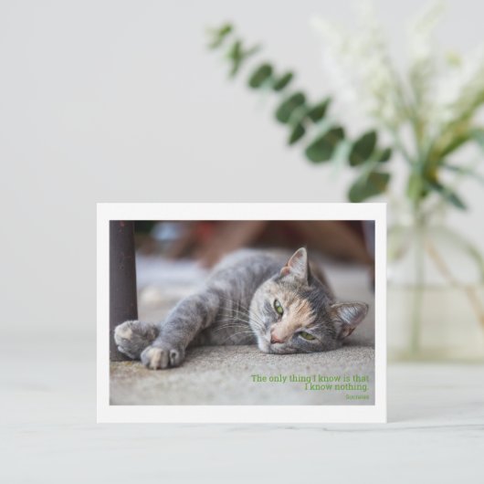 哲学的引用文猫 ポストカード (スタンド正面)
